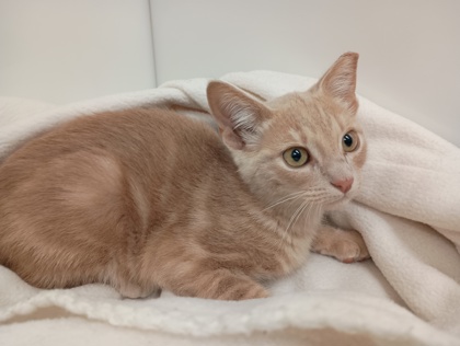 MAC N CHEESE - Domestic Shorthair available for adoption