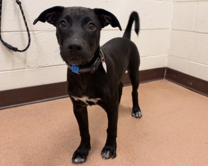 MICK - Labrador Retriever / Mix available for adoption