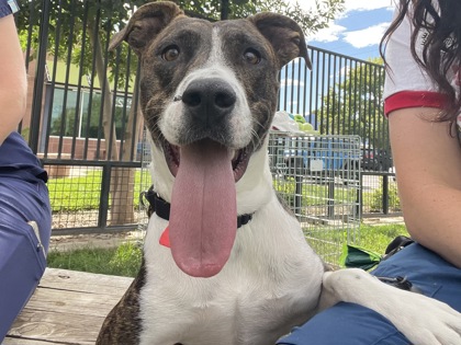 DUMPLING - American Pit Bull Terrier / Mix available for adoption