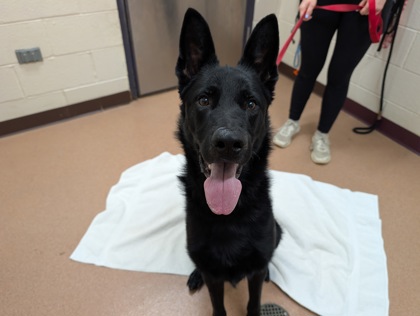 JIMBO - German Shepherd / Mix available for adoption