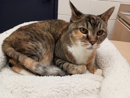 CHURRO - Domestic Shorthair available for adoption