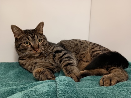 SIR WHISKERBEANS - Domestic Shorthair available for adoption