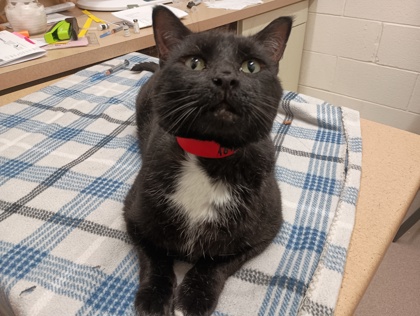 Oscar