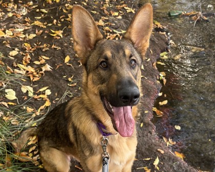 DETROIT - German Shepherd / Mix available for adoption