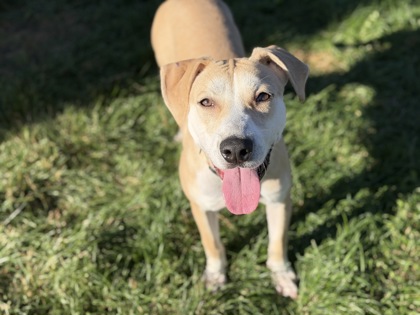 JAZZY - American Pit Bull Terrier / Mix available for adoption