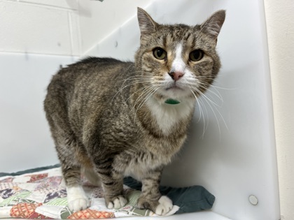 CARSON - Domestic Shorthair available for adoption