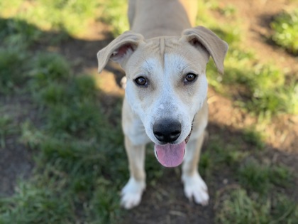 JAZZY - American Pit Bull Terrier / Mix available for adoption