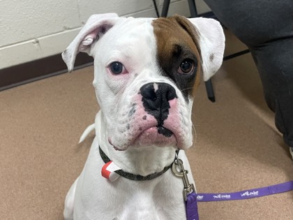 HOBBS - Boxer / Mix available for adoption