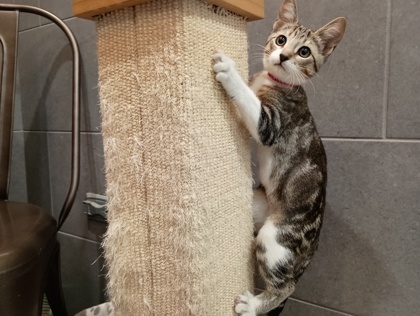 BOOT SCOOT - Domestic Shorthair available for adoption