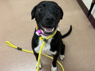 MADDIE - Labrador Retriever / Mix available for adoption