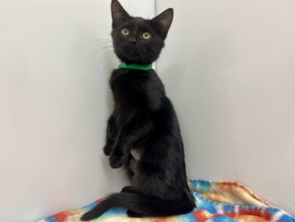KITSUNE - Domestic Shorthair available for adoption