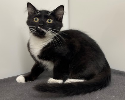 MAVERICK - Domestic Shorthair available for adoption