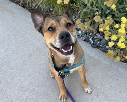 COFFEE - Australian Cattle Dog / Mix available for adoption