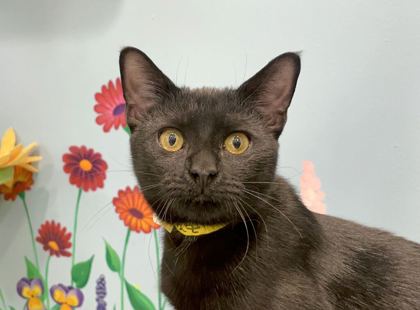 TAZ - Domestic Shorthair available for adoption