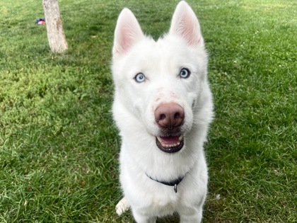 POLO - Siberian Husky / Mix available for adoption