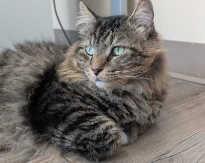 CHEWY - Domestic Medium Hair available for adoption