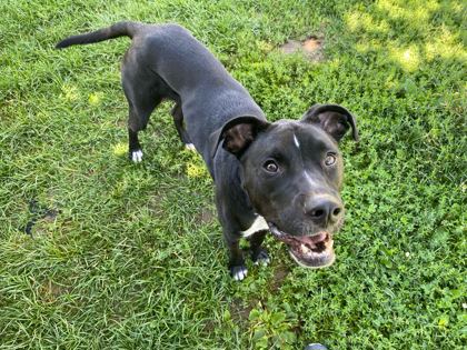 MOMO - Boxer / Mix available for adoption