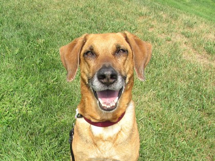 ATHENA - Hound / Mix available for adoption