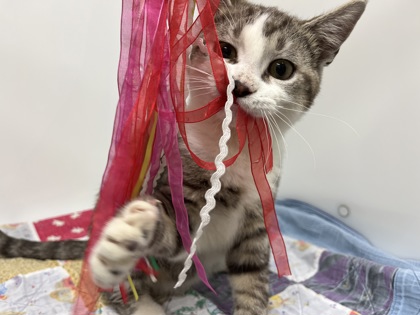 BALLOON - Domestic Shorthair available for adoption