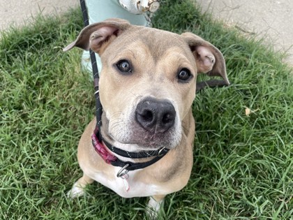 CABANA - American Pit Bull Terrier / Mix available for adoption