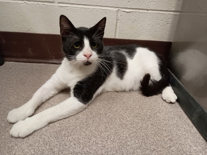 COWBOY - Domestic Shorthair available for adoption