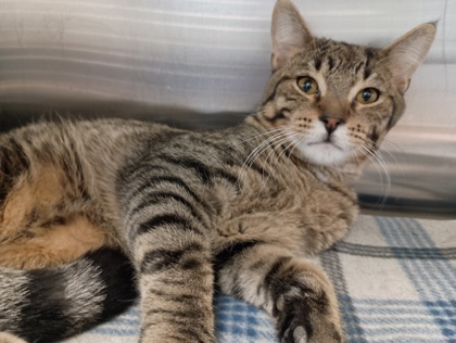 BENZ - Domestic Shorthair available for adoption
