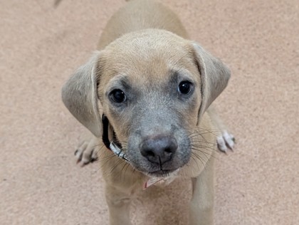 DANTE - Shepherd / Mix available for adoption