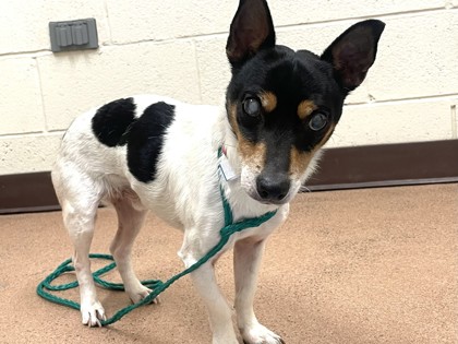 IKE - Jack Russell Terrier / Mix available for adoption
