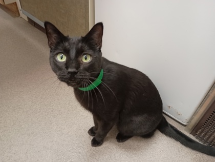 JASPER - Domestic Shorthair available for adoption