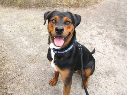 CHURRO - Rottweiler / Mix available for adoption