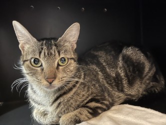 CHRISTINA - Domestic Shorthair available for adoption