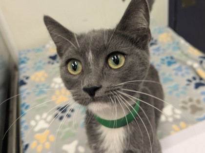 COOKIE - Domestic Shorthair available for adoption