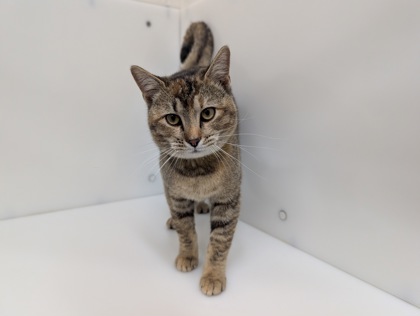 JUNE - Domestic Shorthair available for adoption