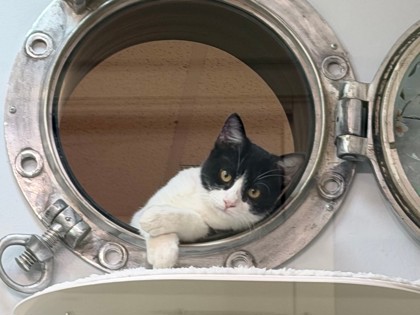DAMON - Domestic Shorthair available for adoption
