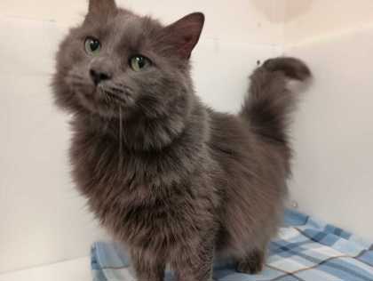 LUNA - Domestic Longhair available for adoption