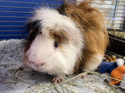 SPUD - Guinea Pig available for adoption