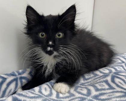 CAPPUCCINO - Domestic Longhair available for adoption