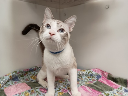 JIFFY - Snowshoe / Mix available for adoption