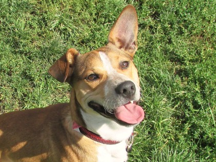 BENITO - Standard Smooth Haired Dachshund / Mix available for adoption