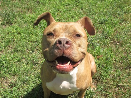 CLEO - American Pit Bull Terrier / Mix available for adoption