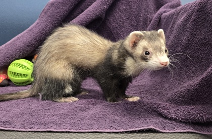 GLINDA - Ferret available for adoption