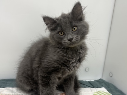 CLARENCE - Domestic Longhair available for adoption