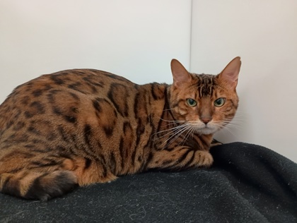 DASH - Bengal available for adoption