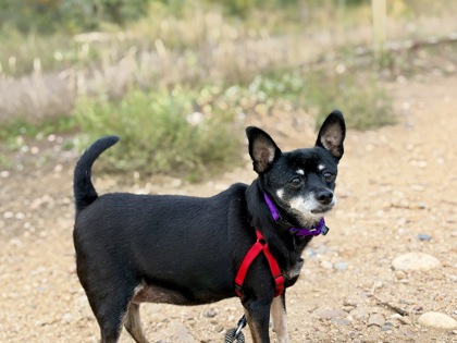TULIP - Miniature Pinscher / Mix available for adoption