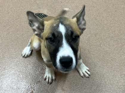 GUS - American Pit Bull Terrier / Mix available for adoption