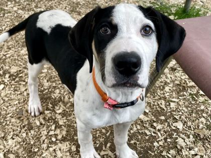 SUPER TROUPER - Great Pyrenees / Mix available for adoption