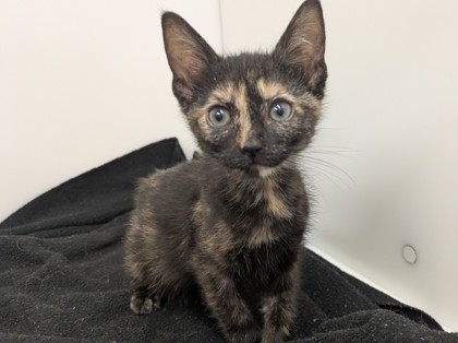 BABY BEA - Domestic Shorthair available for adoption