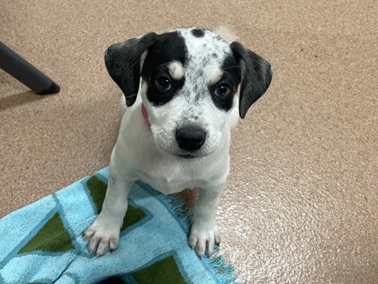CARAMEL APPLE - Pointer / Mix available for adoption