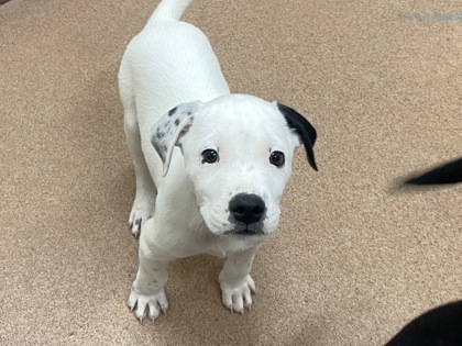 APPLE CIDER - Pointer / Mix available for adoption