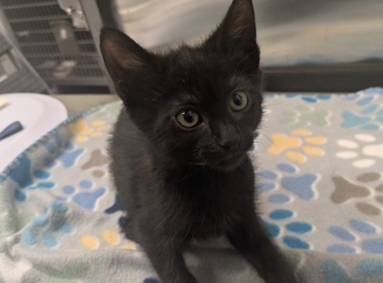 JALAPENO - Domestic Shorthair available for adoption